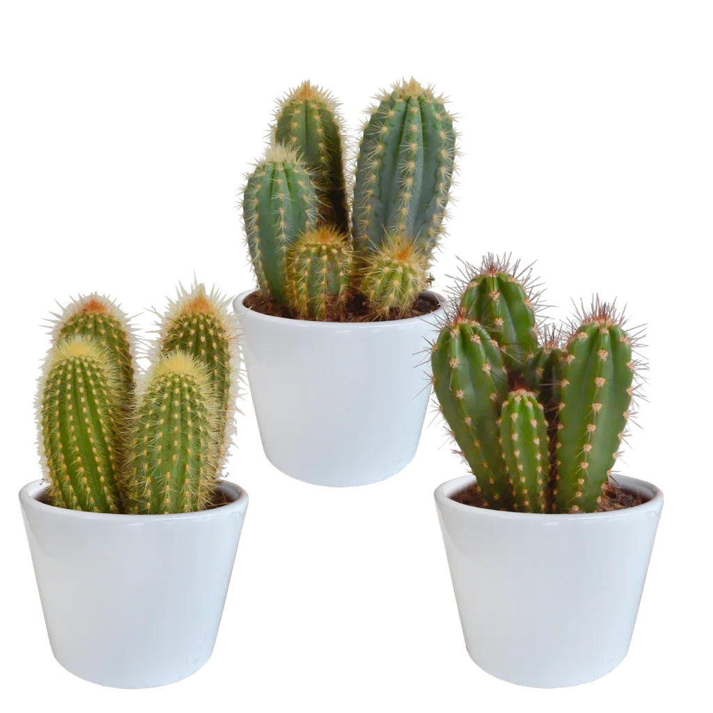 Säulenkakteen-Mix (Cereus) 3er-Set – pflegeleichte Zimmerpflanzen, Topf-Ø 10,5 cm, im weißen Topf