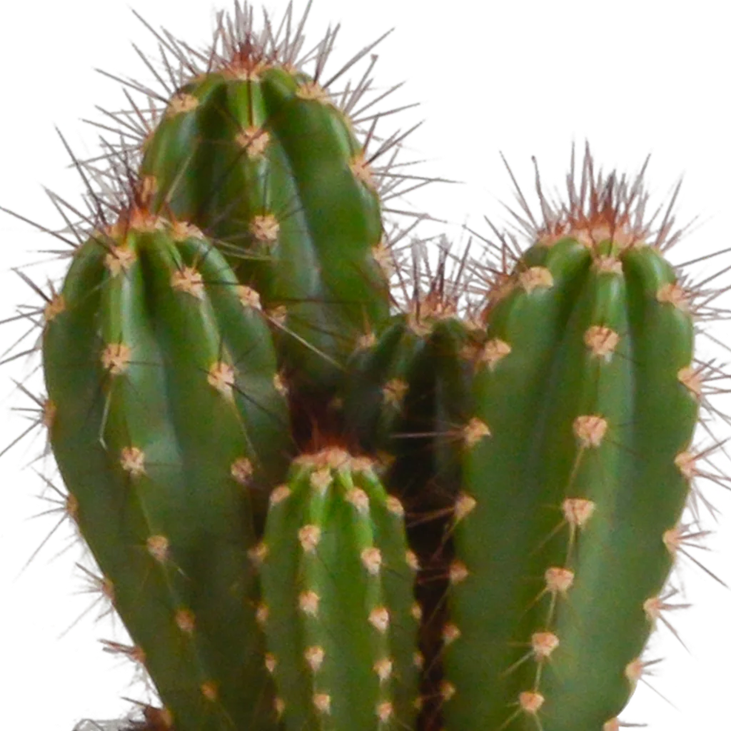 Säulenkakteen-Mix (Cereus) 3er-Set – pflegeleichte Zimmerpflanzen, Topf-Ø 10,5 cm, im weißen Topf