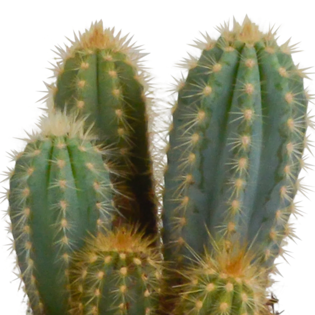 Säulenkakteen-Mix (Cereus) 3er-Set – pflegeleichte Zimmerpflanzen, Topf-Ø 10,5 cm, im weißen Topf