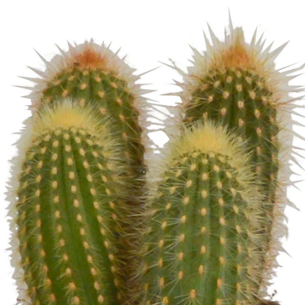 Säulenkakteen-Mix (Cereus) 3er-Set – pflegeleichte Zimmerpflanzen, Topf-Ø 10,5 cm, im weißen Topf