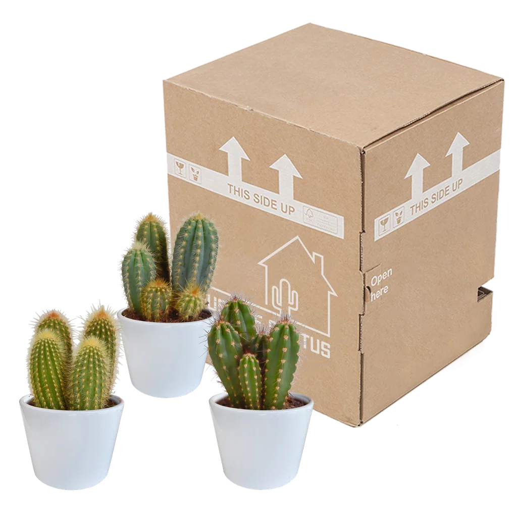 Säulenkakteen-Mix (Cereus) 3er-Set – pflegeleichte Zimmerpflanzen, Topf-Ø 10,5 cm, im weißen Topf