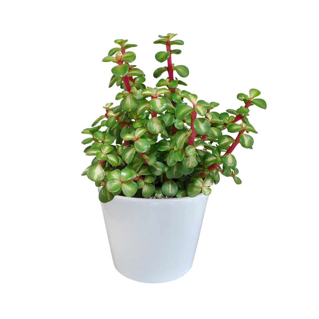 Speckbaum (Portulacaria afra) – pflegeleichte Zimmerpflanze, im weißen Topf