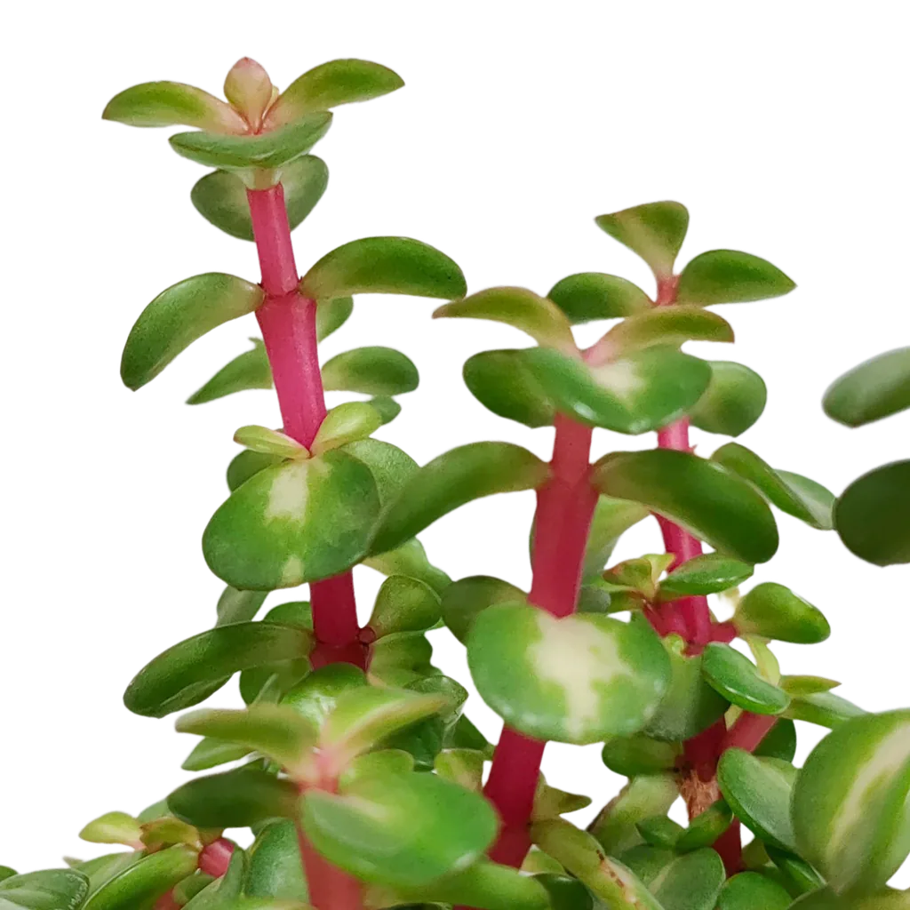 Speckbaum (Portulacaria afra) – pflegeleichte Zimmerpflanze, im weißen Topf