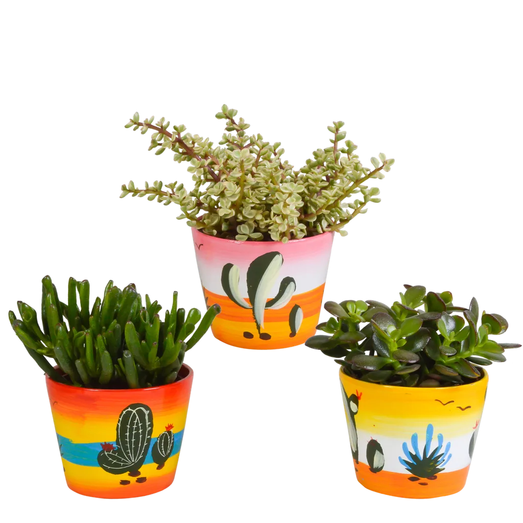 Dickblatt-Mix (Crassula) 3er-Set – pflegeleichte Zimmerpflanzen, Topf-Ø 10,5 cm, im mexikanischen Topf