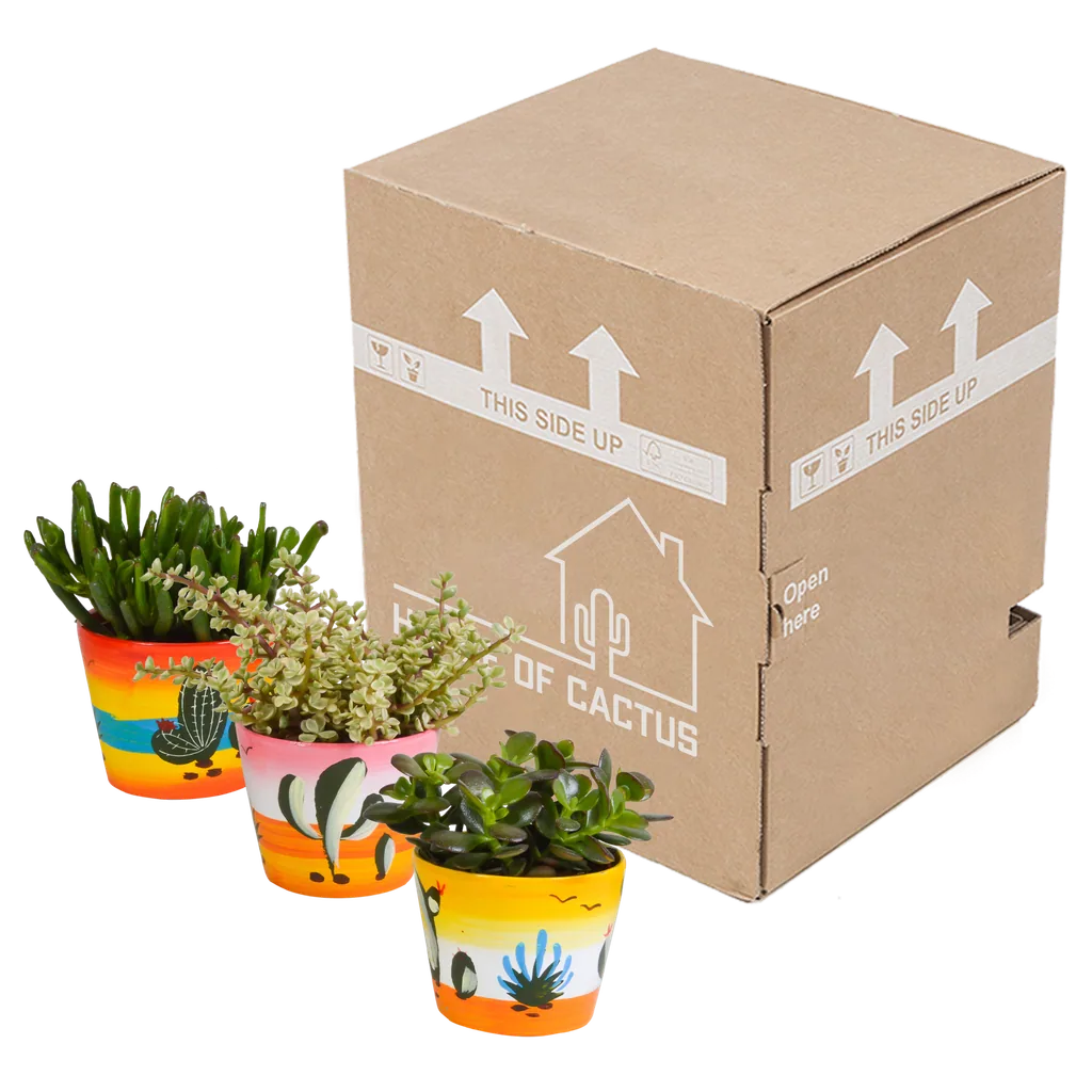 Dickblatt-Mix (Crassula) 3er-Set – pflegeleichte Zimmerpflanzen, Topf-Ø 10,5 cm, im mexikanischen Topf