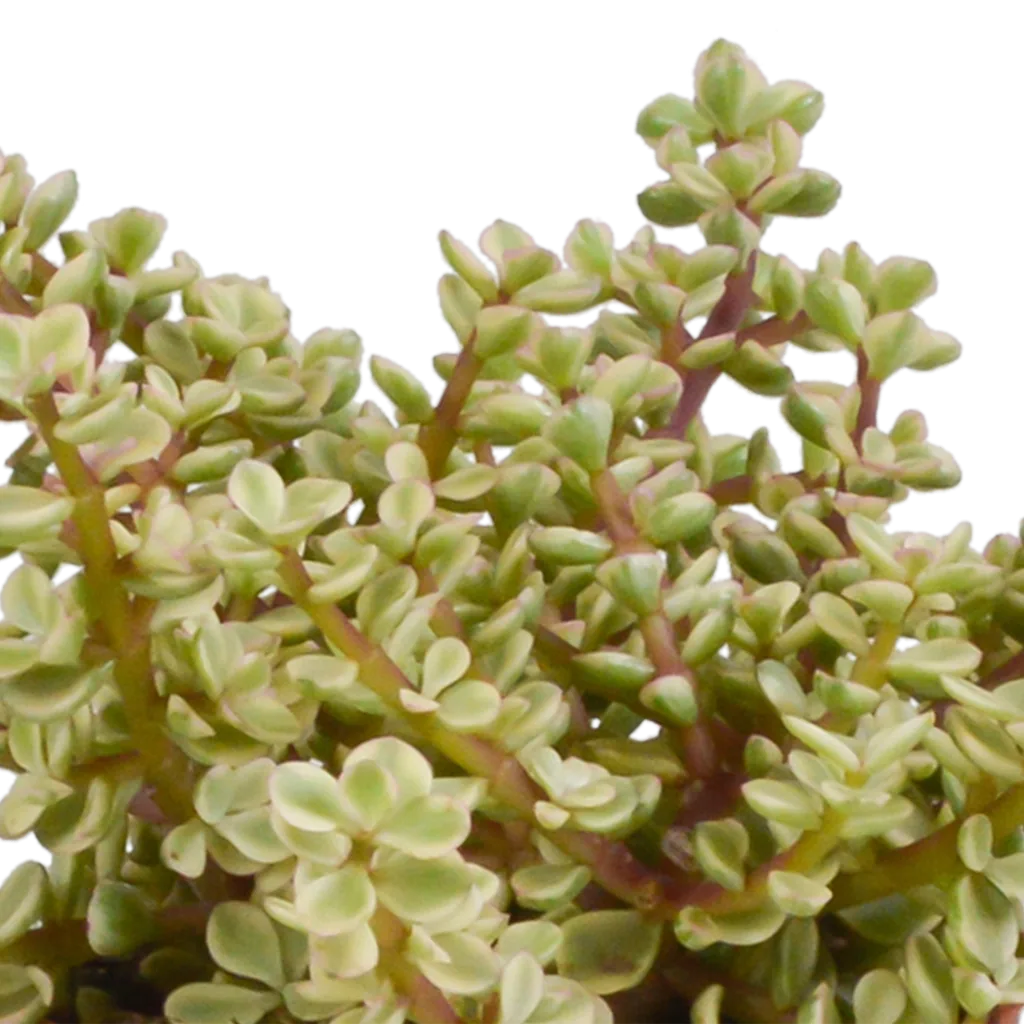 Dickblatt-Mix (Crassula) 3er-Set – pflegeleichte Zimmerpflanzen, Topf-Ø 10,5 cm, im weißen Topf