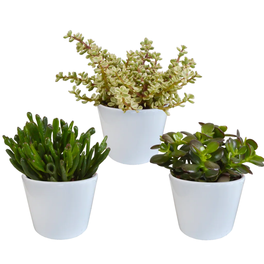 Dickblatt-Mix (Crassula) 3er-Set – pflegeleichte Zimmerpflanzen, Topf-Ø 10,5 cm, im weißen Topf