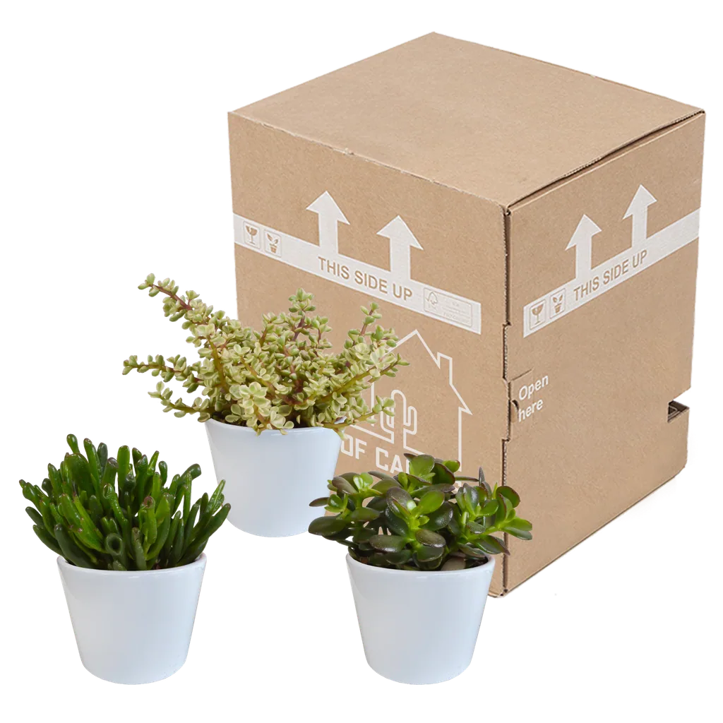 Dickblatt-Mix (Crassula) 3er-Set – pflegeleichte Zimmerpflanzen, Topf-Ø 10,5 cm, im weißen Topf