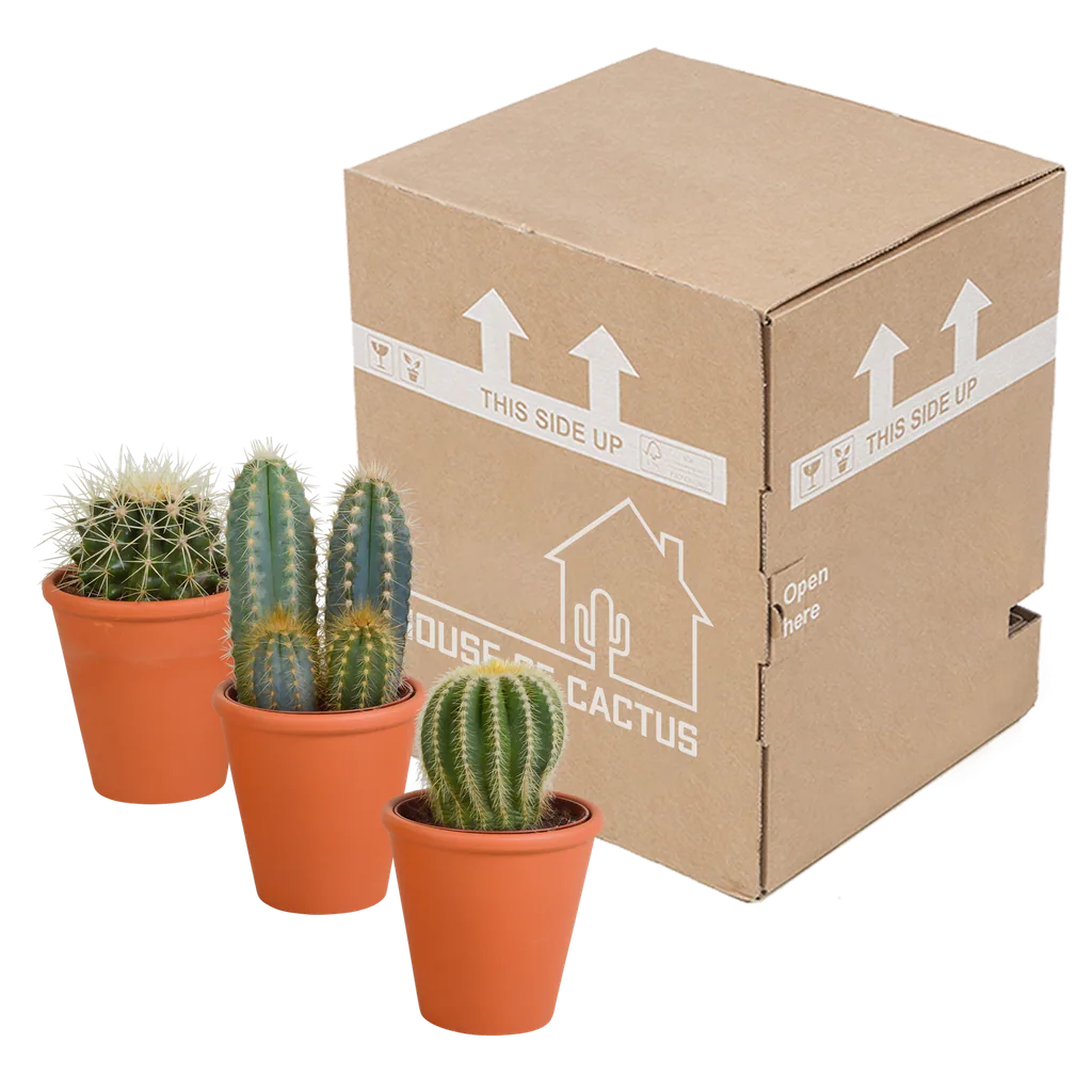 Kakteen-Mix 3er-Set – pflegeleichte Zimmerpflanzen, Topf-Ø 8,5 cm, im Terrakotta-Topf