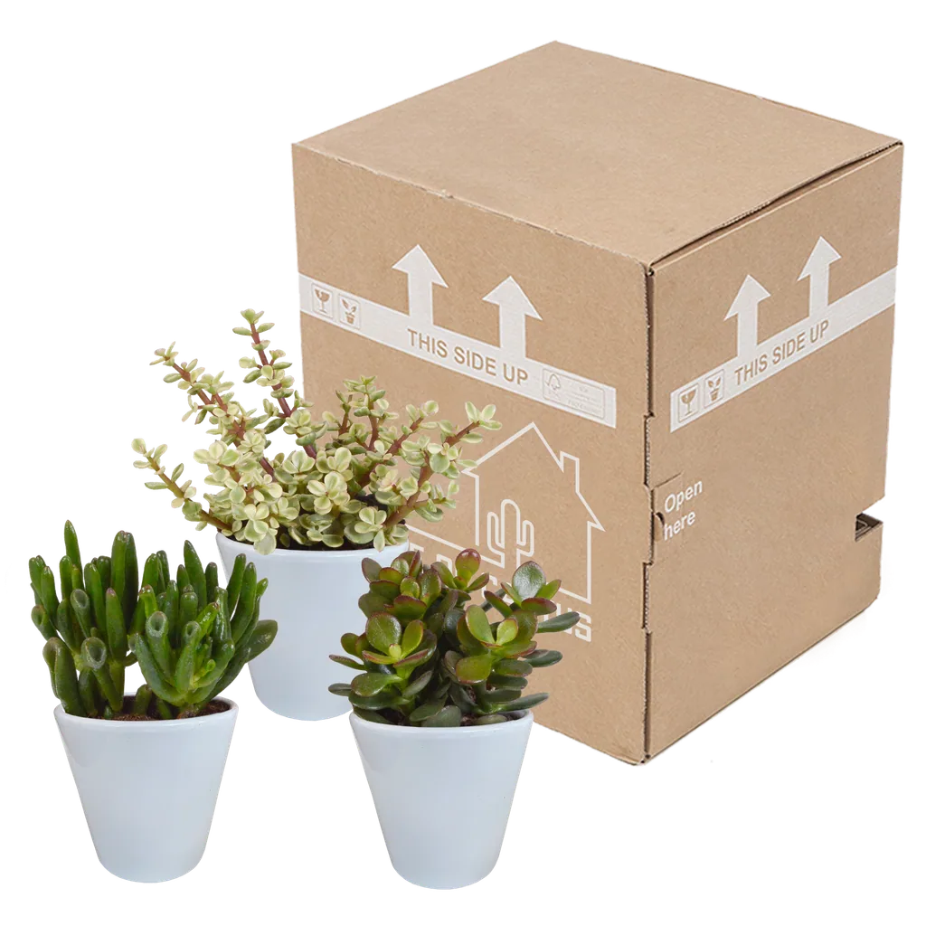 Dickblatt-Mix (Crassula) 3er-Set – pflegeleichte Zimmerpflanzen, Topf-Ø 8,5 cm, im weißen Übertopf