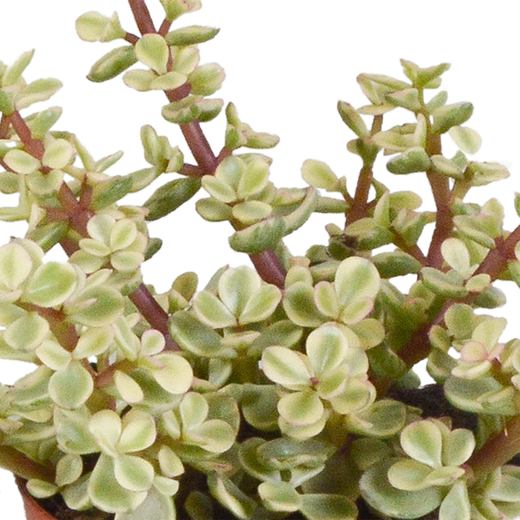 Dickblatt-Mix (Crassula) 3er-Set – pflegeleichte Zimmerpflanzen, Topf-Ø 8,5 cm, im weißen Übertopf