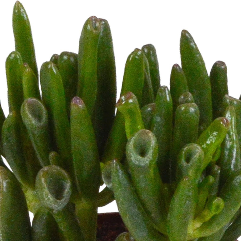 Dickblatt-Mix (Crassula) 3er-Set – pflegeleichte Zimmerpflanzen, Topf-Ø 8,5 cm, im weißen Übertopf