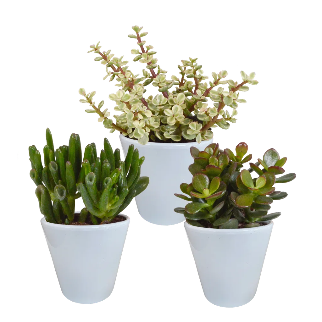 Dickblatt-Mix (Crassula) 3er-Set – pflegeleichte Zimmerpflanzen, Topf-Ø 8,5 cm, im weißen Übertopf