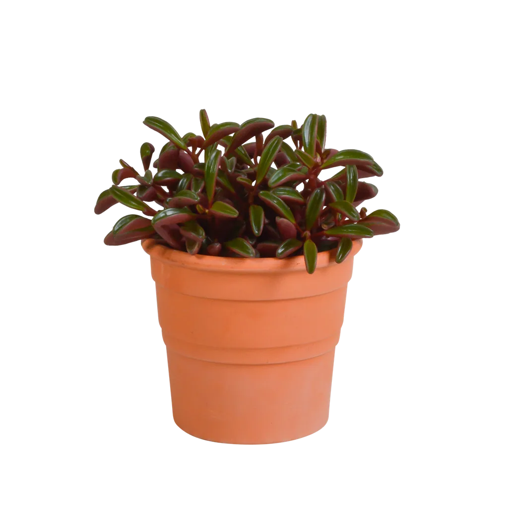 Rubin-Peperomie (Peperomia graveolens) – pflegeleichte Zimmerpflanze