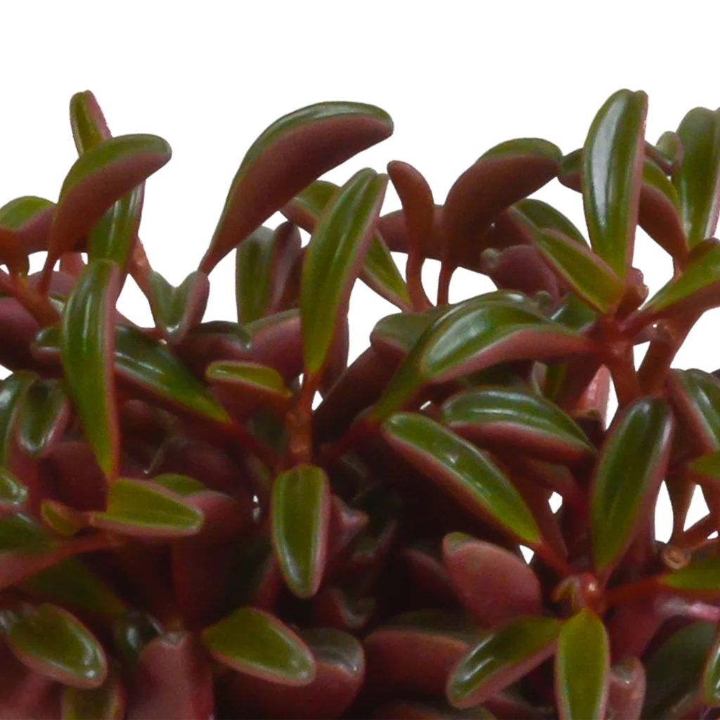 Rubin-Peperomie (Peperomia graveolens) – pflegeleichte Zimmerpflanze