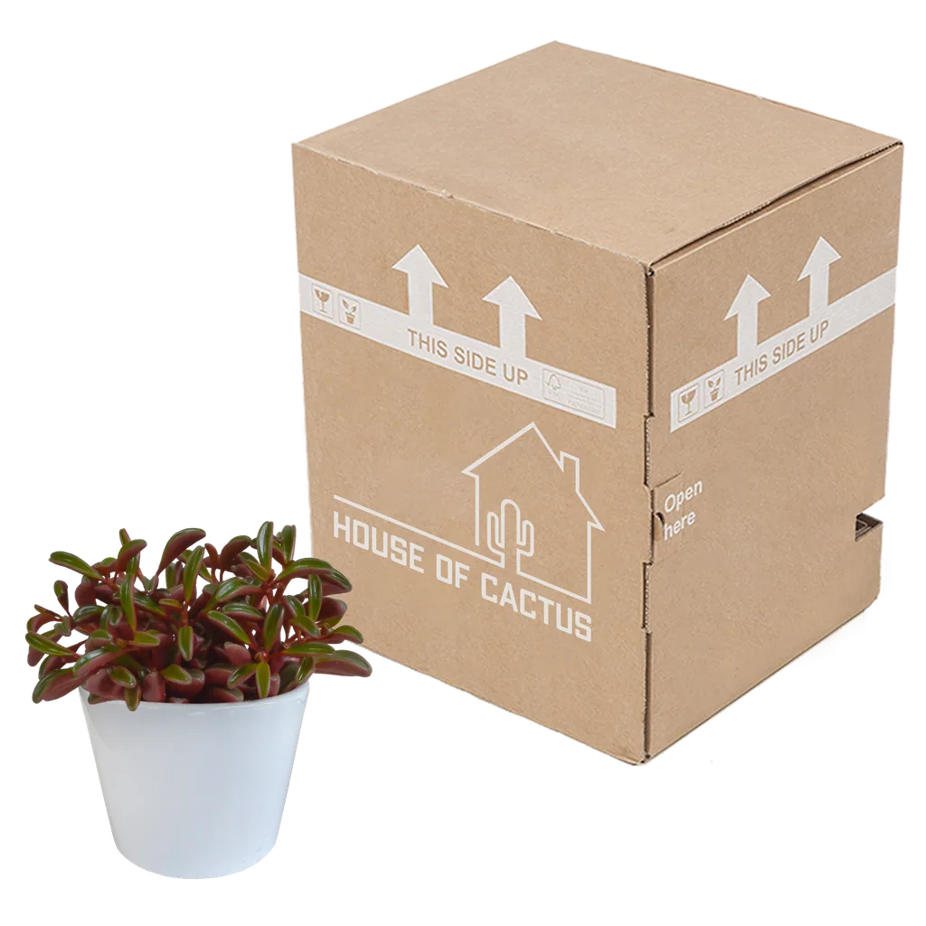 Rubin-Peperomie (Peperomia graveolens) – pflegeleichte Zimmerpflanze