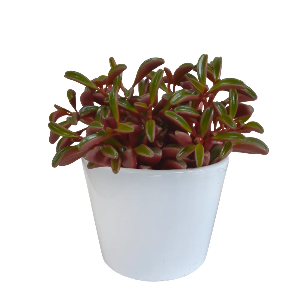 Rubin-Peperomie (Peperomia graveolens) – pflegeleichte Zimmerpflanze