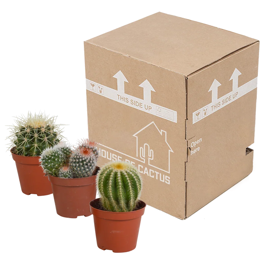 Kugelkakteen-Mix 3er-Set – pflegeleichte Zimmerpflanzen, Topf-Ø 8,5 cm, ohne Übertopf