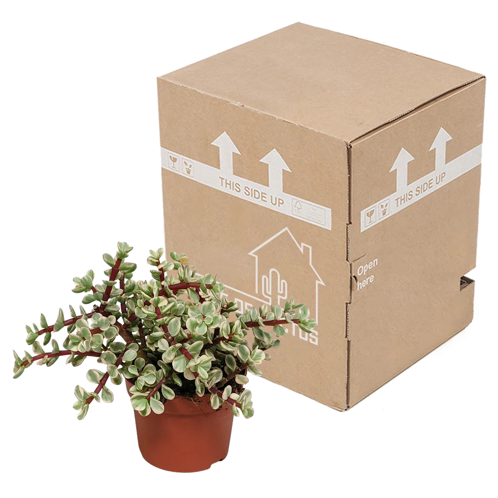 Speckbaum 'Variegata' (Portulacaria afra) – pflegeleichte Zimmerpflanze, ohne Übertopf