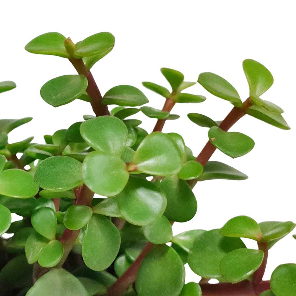 Speckbaum (Portulacaria afra) – pflegeleichte Zimmerpflanze