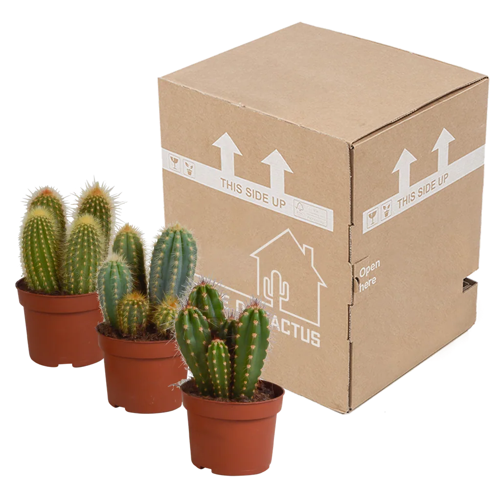 Säulenkakteen-Mix (Cereus) 3er-Set – pflegeleichte Zimmerpflanzen, Topf-Ø 10,5 cm, ohne Übertopf