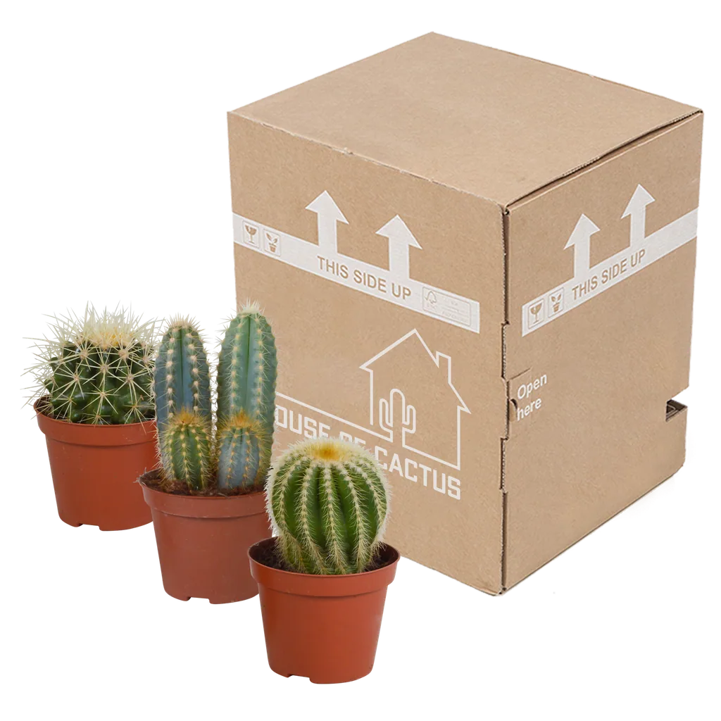 Kakteen-Mix 3er-Set – pflegeleichte Zimmerpflanzen, Topf-Ø 8,5 cm, ohne Übertopf