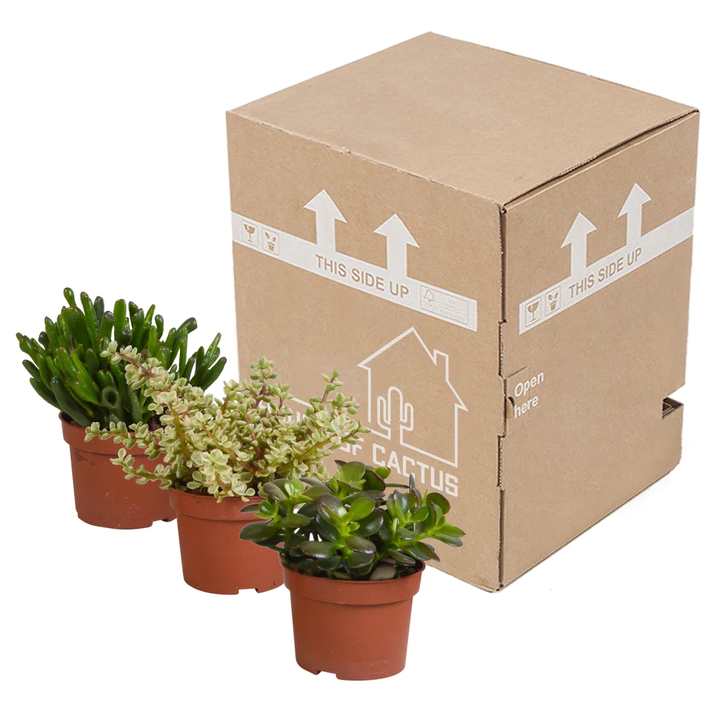 Crassula-Mischung 10,5 cm - 3x - ohne Topf