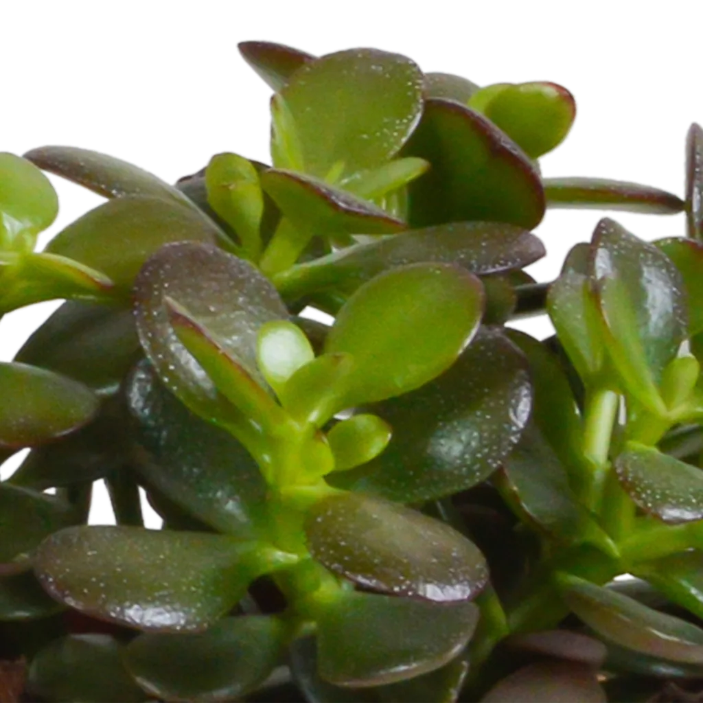Crassula-Mischung 10,5 cm - 3x - ohne Topf