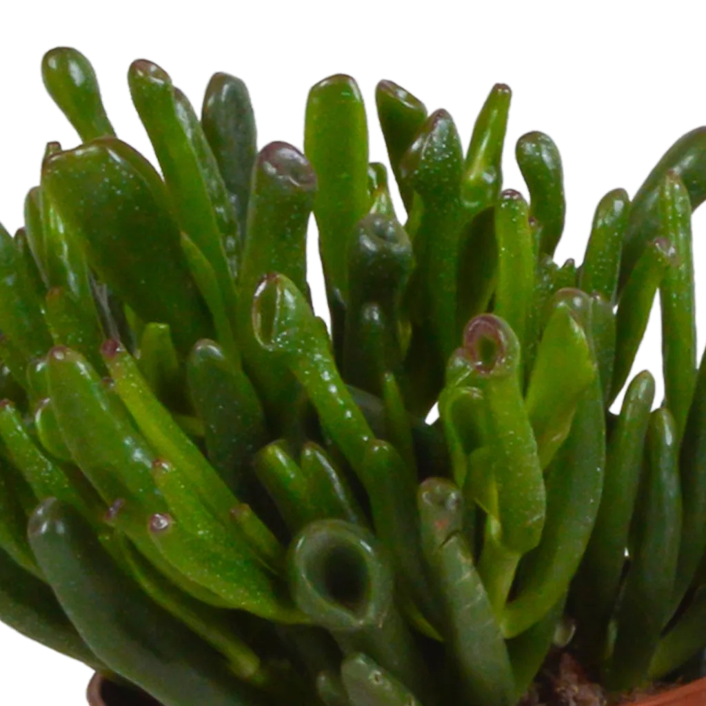 Crassula-Mischung 10,5 cm - 3x - ohne Topf