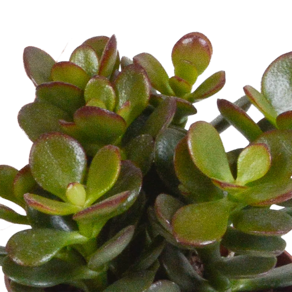 Dickblatt-Mix (Crassula) 3er-Set – pflegeleichte Zimmerpflanzen, Topf-Ø 8,5 cm, ohne Übertopf