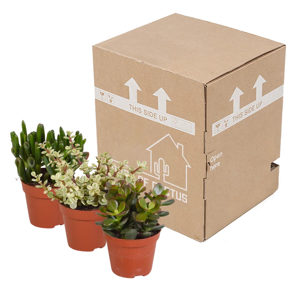 Dickblatt-Mix (Crassula) 3er-Set – pflegeleichte Zimmerpflanzen, Topf-Ø 8,5 cm, ohne Übertopf