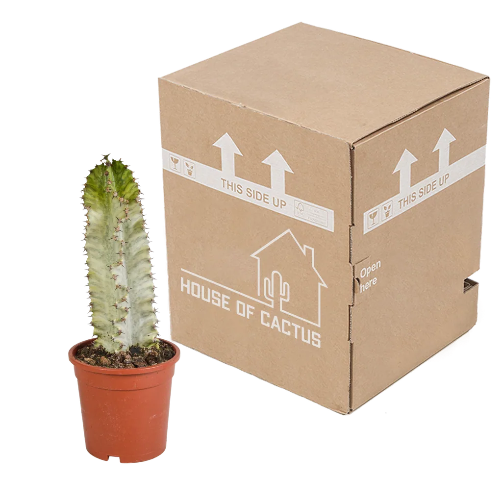 Marmorierte Wolfsmilch (Euphorbia marmorata) – pflegeleichte Zimmerpflanze, Höhe ca. 17 cm