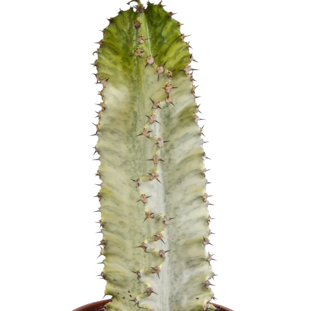 Marmorierte Wolfsmilch (Euphorbia marmorata) – pflegeleichte Zimmerpflanze, Höhe ca. 17 cm