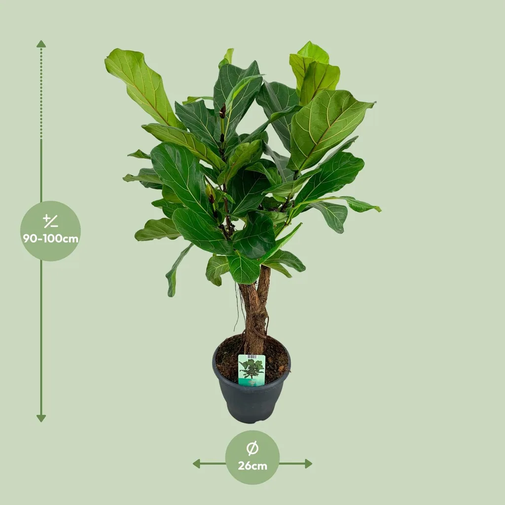 Geigenfeige (Ficus lyrata) – pflegeleichte Zimmerpflanze, Topf-Ø 26 cm, Höhe ca. 100 cm