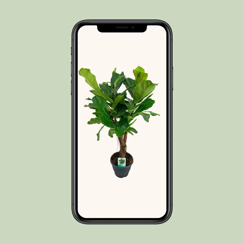 Geigenfeige (Ficus lyrata) – pflegeleichte Zimmerpflanze, Topf-Ø 26 cm, Höhe ca. 100 cm