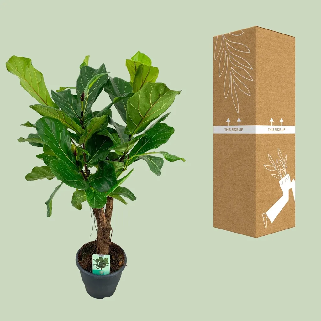 Geigenfeige (Ficus lyrata) – pflegeleichte Zimmerpflanze, Topf-Ø 26 cm, Höhe ca. 100 cm