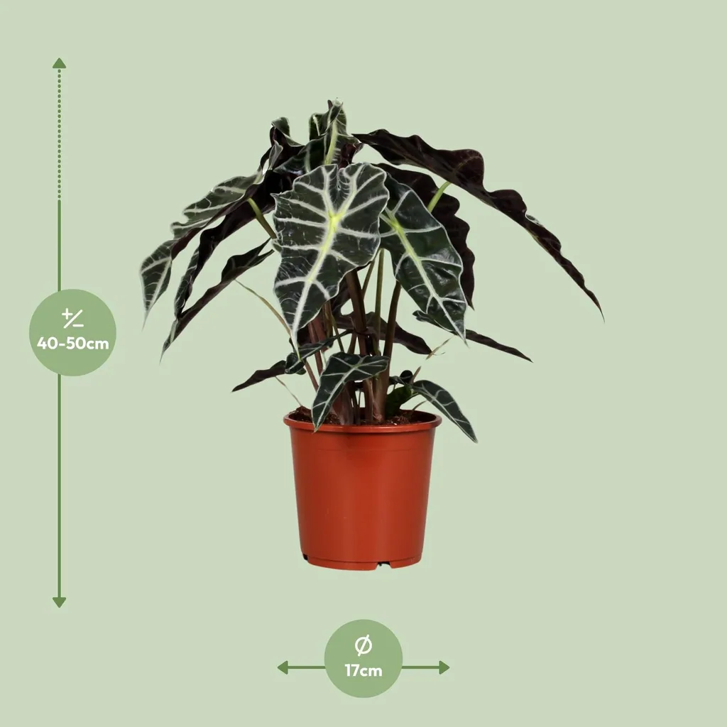 Pfeilblatt 'Polly' (Alocasia) – pflegeleichte Zimmerpflanze, Topf-Ø 17 cm, Höhe ca. 45 cm