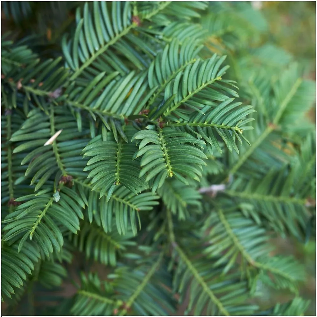 Gemeine Eibe (Taxus baccata) – winterharte immergrüne Heckenpflanze