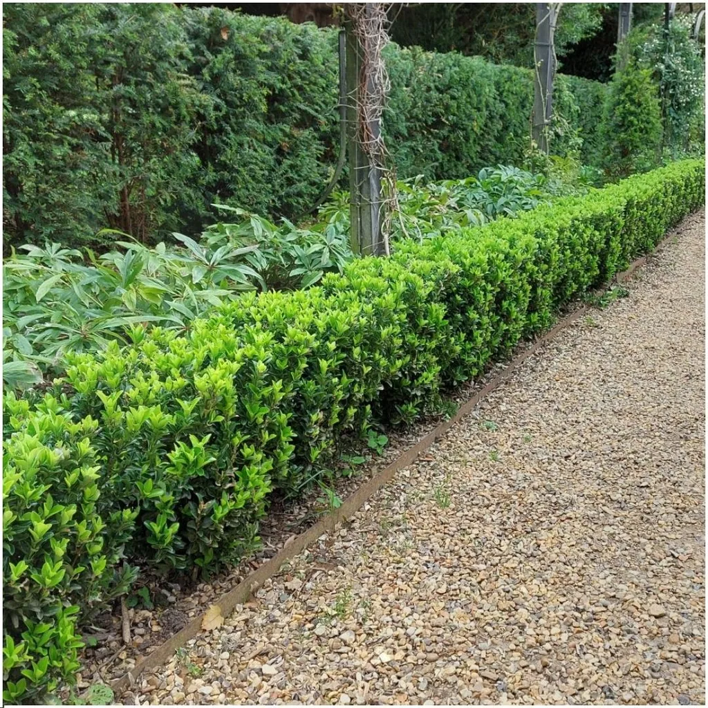 Japanischer Spindelstrauch 'Green Spire' (Euonymus japonicus) – winterharter Zierstrauch