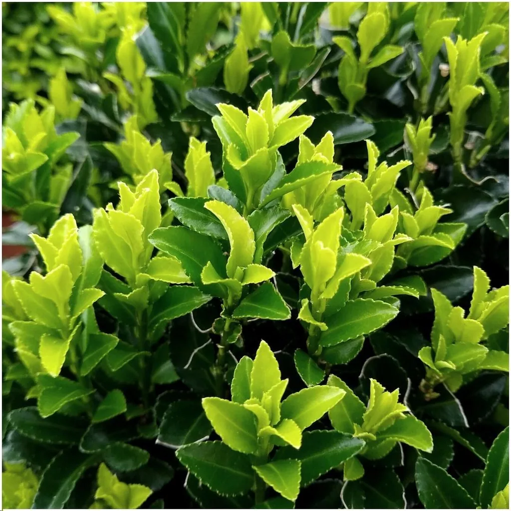 Japanischer Spindelstrauch 'Green Spire' (Euonymus japonicus) – winterharter Zierstrauch