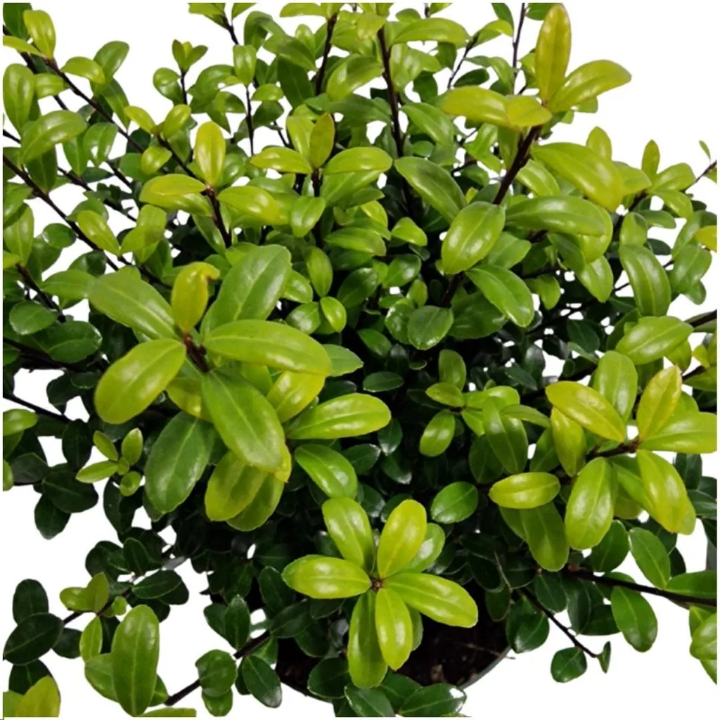 Japanische Stechpalme 'Jenny' (Ilex crenata) – winterhartes immergrünes Gehölz