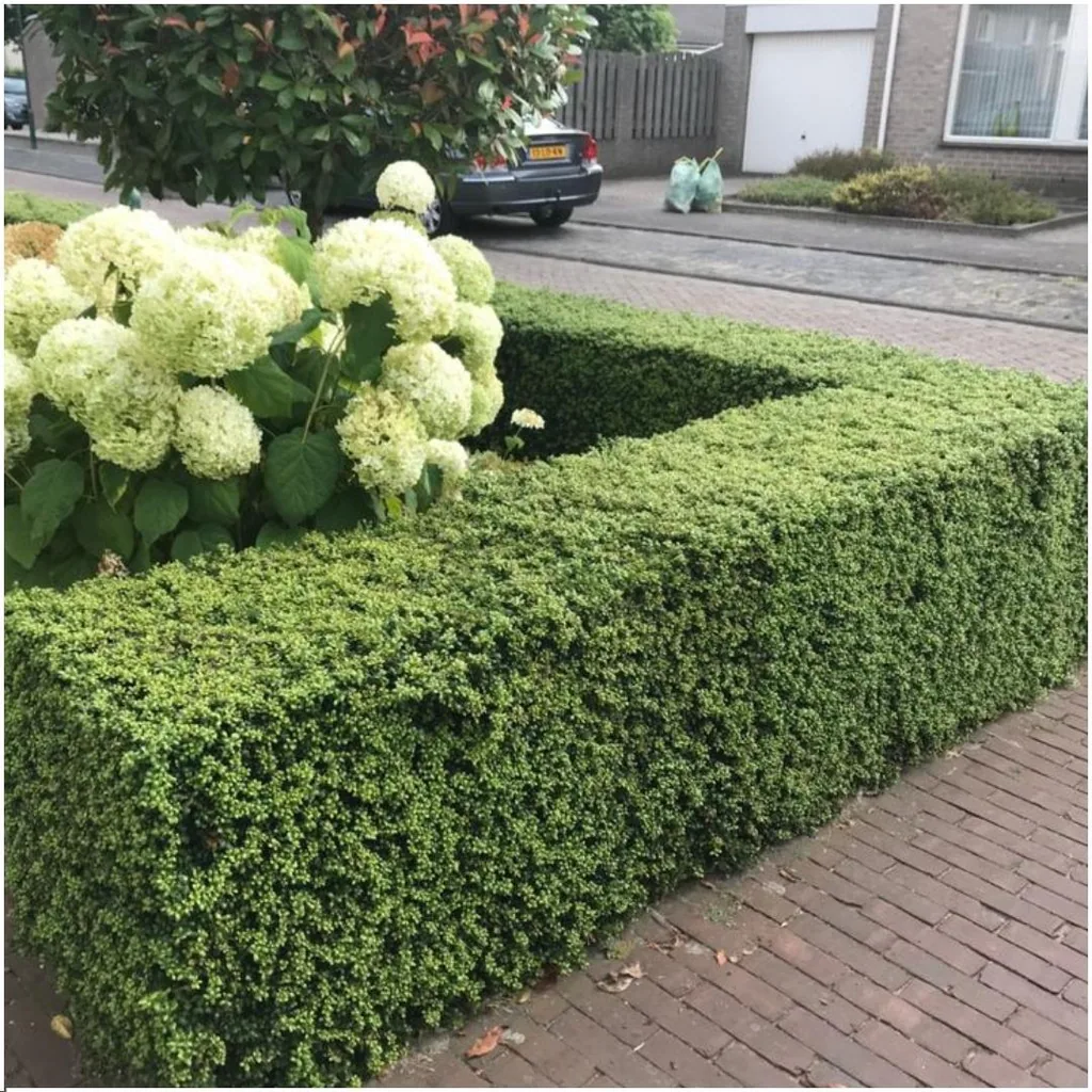 Japanische Stechpalme 'Jenny' (Ilex crenata) – winterhartes immergrünes Gehölz