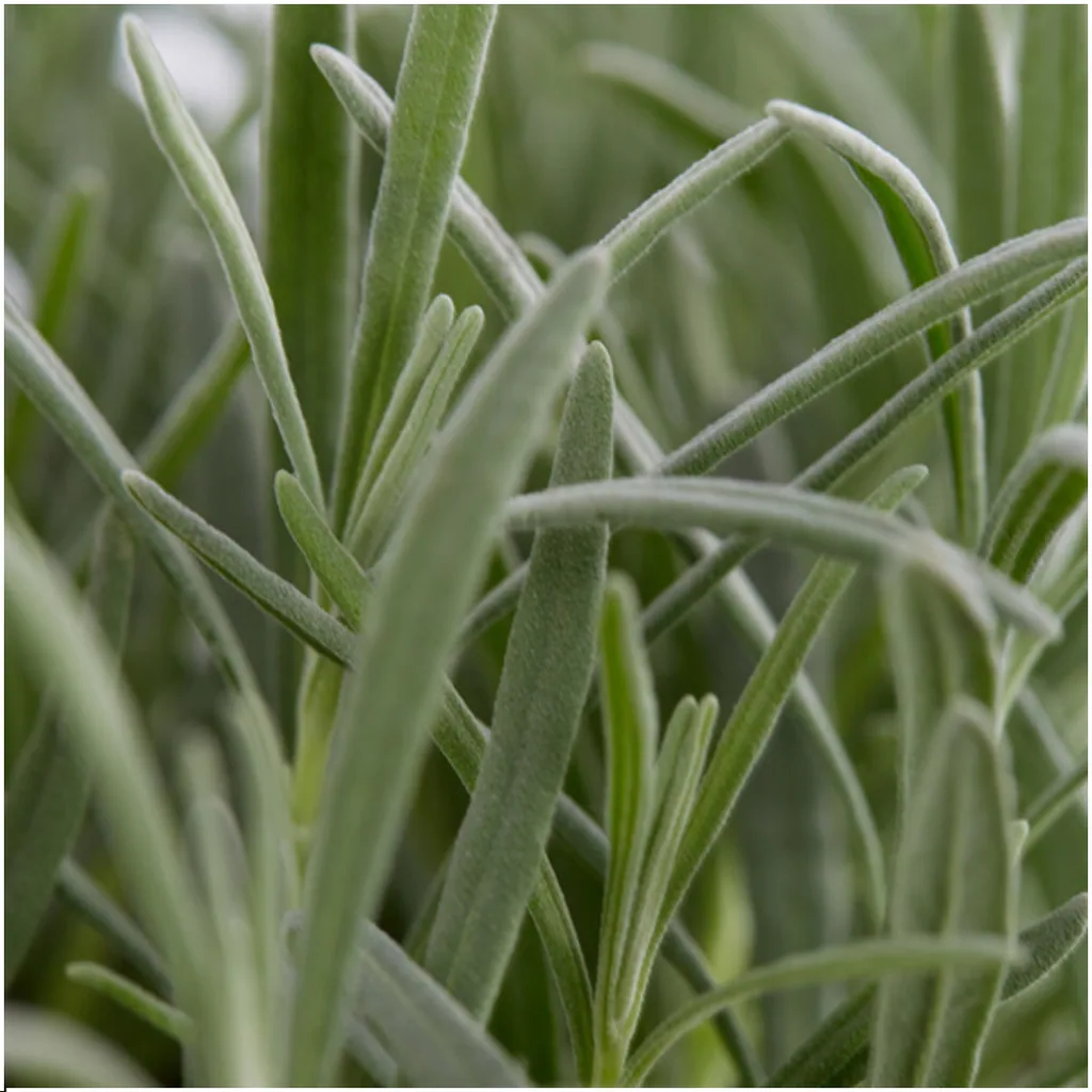 Echter Lavendel 24 Pflanzen (4 × 6er-Pack) (Lavandula angustifolia) – winterharte Duftpflanze, Topf-Ø 7 cm, Höhe ca. 15 cm