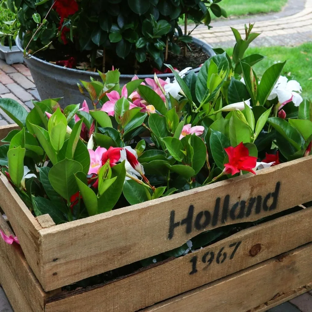 Dipladenie (Mandevilla sanderi) – winterharte Kletterpflanze, Topf-Ø 12 cm, Höhe ca. 25 cm