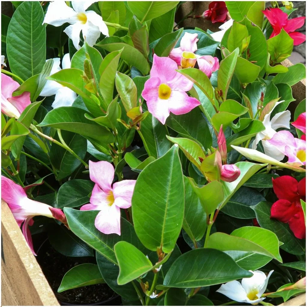 Dipladenie (Mandevilla sanderi) – winterharte Kletterpflanze, Topf-Ø 12 cm, Höhe ca. 25 cm