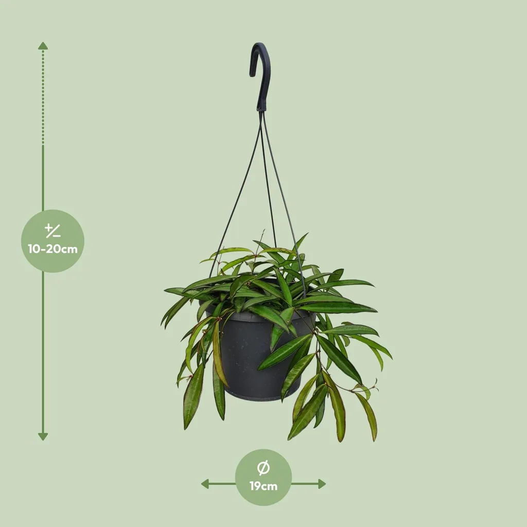 Schöne Wachsblume (Hoya bella) – pflegeleichte Zimmerpflanze, Topf-Ø 19 cm, Höhe ca. 20 cm