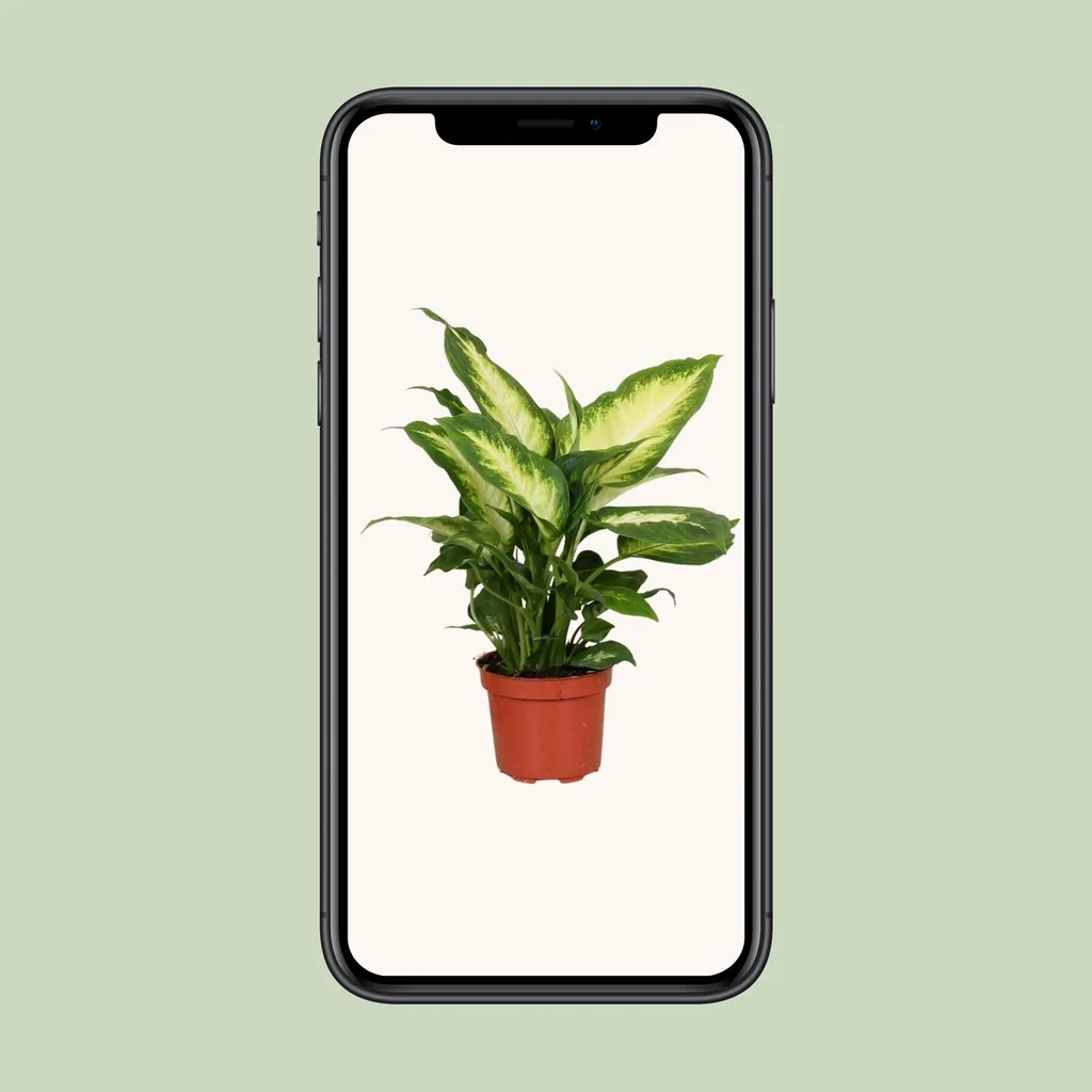 Dieffenbachie 'Camilla' (Dieffenbachia) – pflegeleichte Zimmerpflanze, Topf-Ø 12 cm, Höhe ca. 35 cm