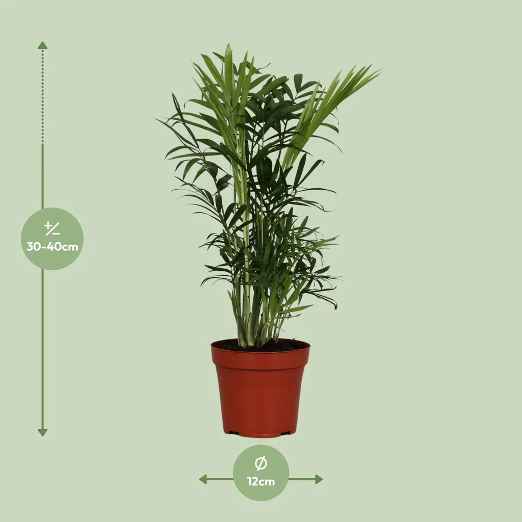 Bergpalme (Chamaedorea elegans) – pflegeleichte Zimmerpflanze, Topf-Ø 12 cm, Höhe ca. 40 cm