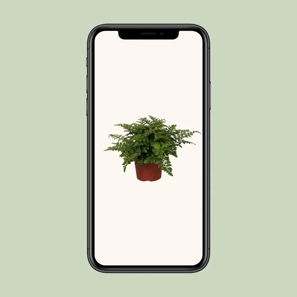 Kleiner Streifenfarn 'Parvati' (Asplenium parvisorum) – pflegeleichte Zimmerpflanze, Topf-Ø 12 cm, Höhe ca. 25 cm