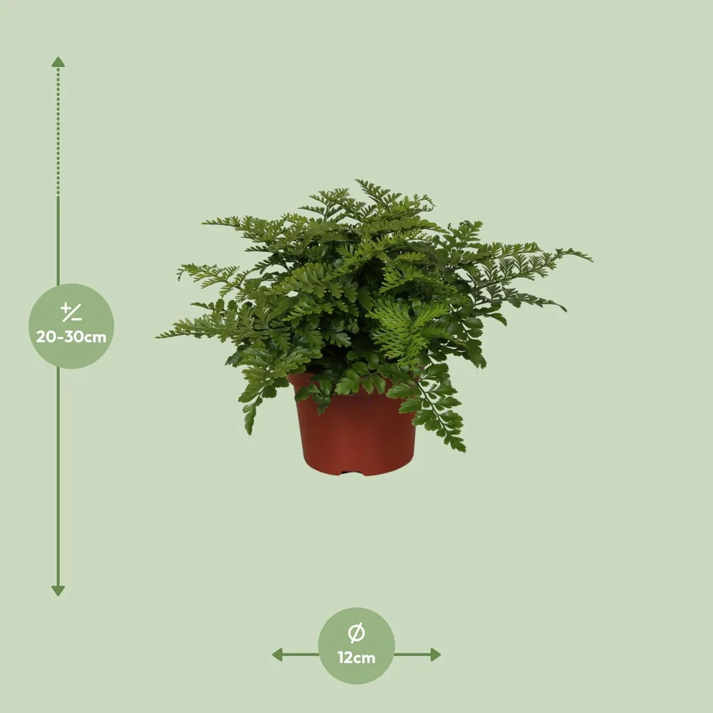 Kleiner Streifenfarn 'Parvati' (Asplenium parvisorum) – pflegeleichte Zimmerpflanze, Topf-Ø 12 cm, Höhe ca. 25 cm